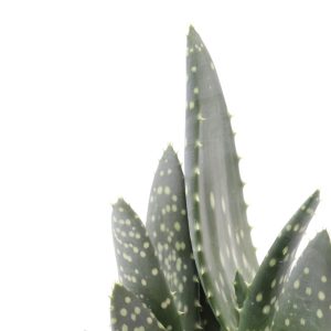aloe_paradisicum_v10