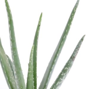 Aloe ‘Vera'