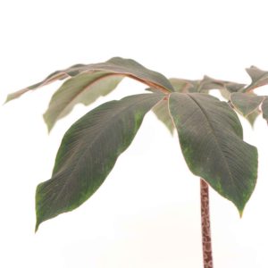 amorphophallus_atroviridis_v17_planthiza_zoom