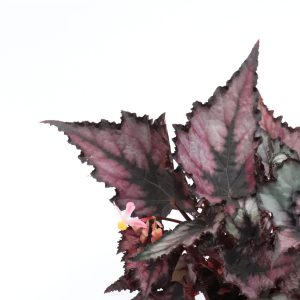 Begonia rex 'Jurassic Purple Crown'