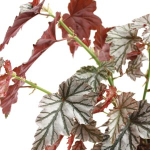 Begonia rex 'Looking Glass'
