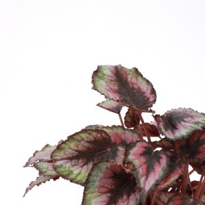 Begonia rex 'Red Tango'