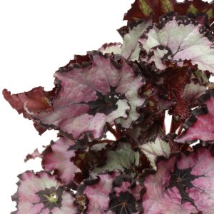 begonia-rex-sardana-zoom
