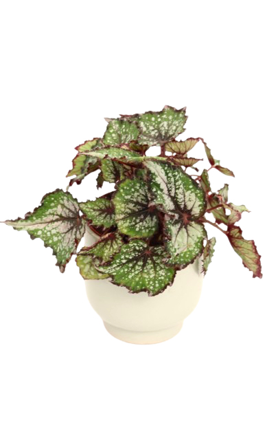 begonia_rex_bostella_v12_planthiza