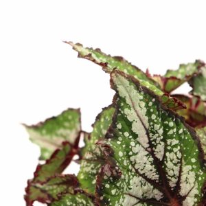 begonia_rex_bostella_zoom_planthiza