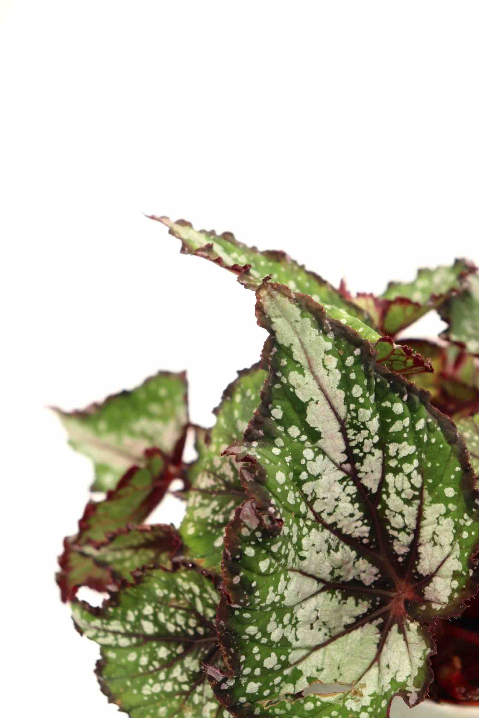 begonia_rex_bostella_zoom_planthiza