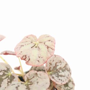 begonia_rex_chayo_v6_planthiza_zoom