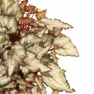begonia_rex_coco_v12_planthiza_zoom_2