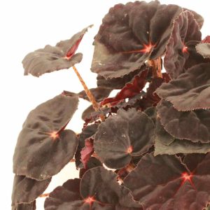 begonia_rex_conga_v12_planthiza_zoom2