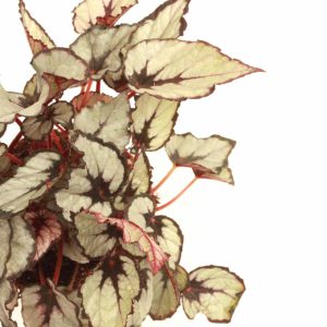 begonia_rex_rain_dance_v12_planthiza_zoom