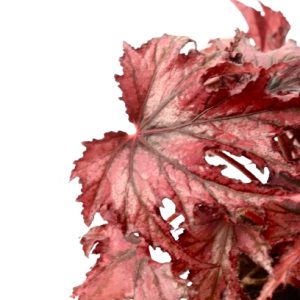 begonia_rex_red_magma_v12_planthiza_zoom