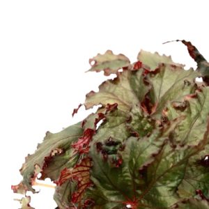 begonia_rex_spacestar_avior_v12_planthiza_zoom
