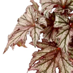 begonia_rex_spacestar_maia_v12_planthiza_zoom