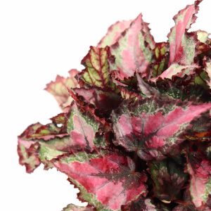 begonia_spitfire_zoom_planthiza