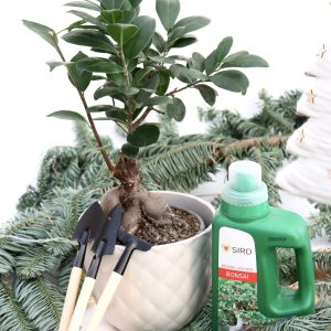 Para aquele amigo que adora Bonsais