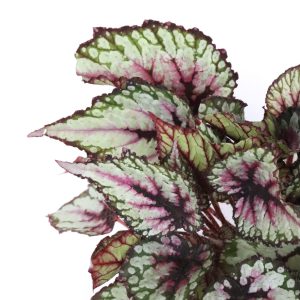 Begonia rex 'Jurassic Green Streak'