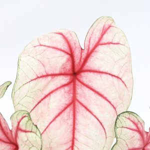 Caladium ‘White Queen’