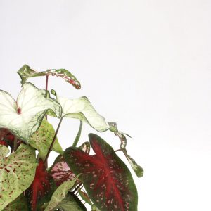 Caladium mix