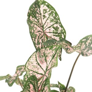 Caladium ‘Pink Splash’