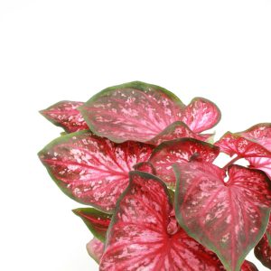 caladium scarlet flame