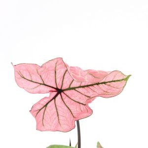 Caladium ‘Spring Fling’