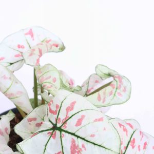 Caladium ‘Strawberry Star’