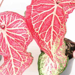 Caladium ‘Thai Beauty’