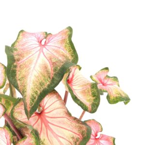 caladium_pink_gem_zoom