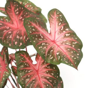 caladium_red_flash_planthiza_zoom