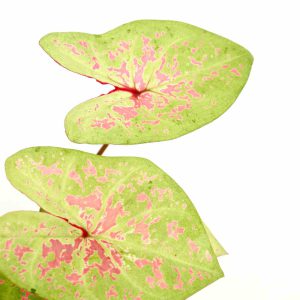 caladium_seafoam_pink_v10