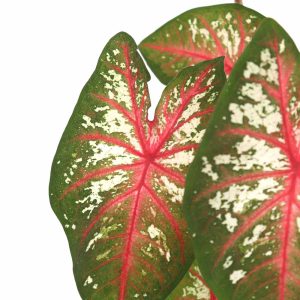 caladium_tapestry_2_planthiza