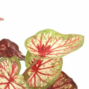caladium_xplosion_zoom_1_planthiza