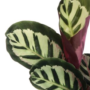 calathea Angela