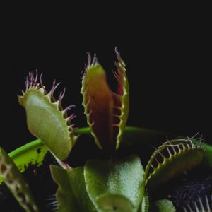 Plantas carnívoras