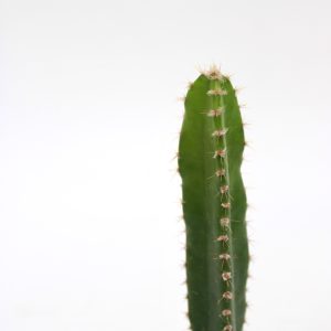 Cereus peruvianus 'Florida'