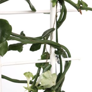 Ceropegia sandersonii