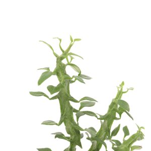 Ceropegia ‘Simoneae’