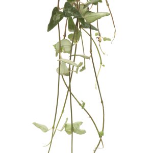 Ceropegia woodii ‘Orange River’