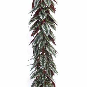 cissus_discolor_v27_planthiza