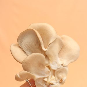 Cogumelos Pleurotus