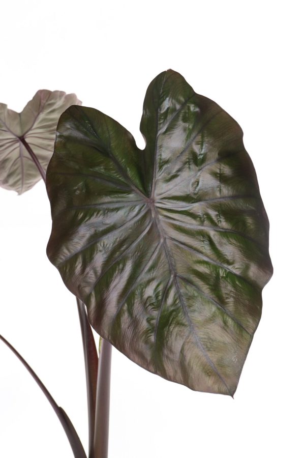Colocasia esculenta 'Kona Coffee'