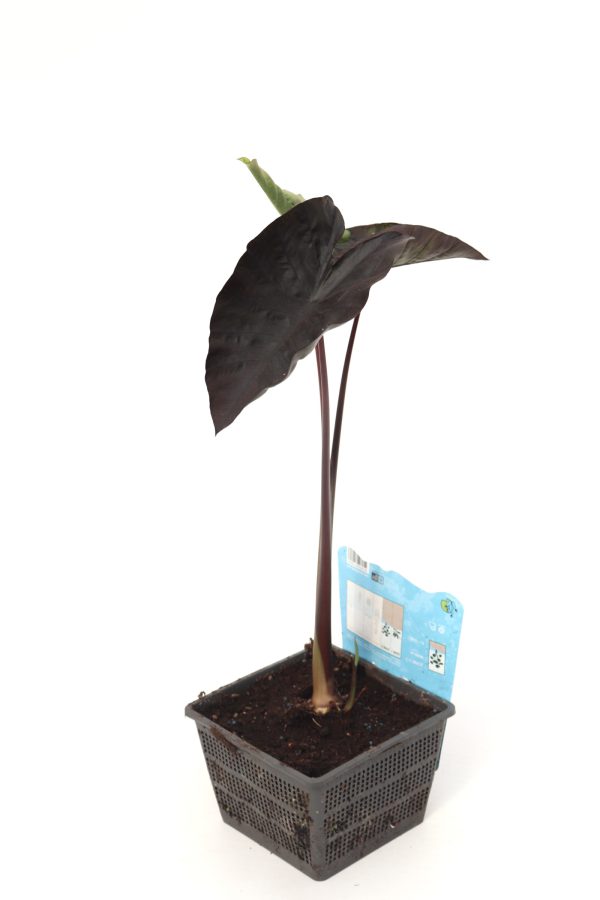 colocasia_kona_coffee_planthiza_v17