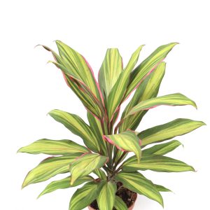 cordyline-terminalis-kiwii-v12