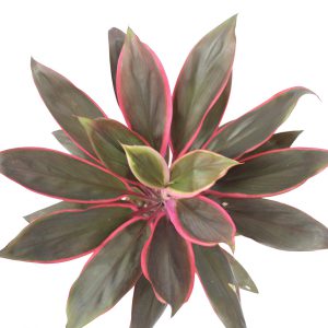 cordyline-v12-mombo-up
