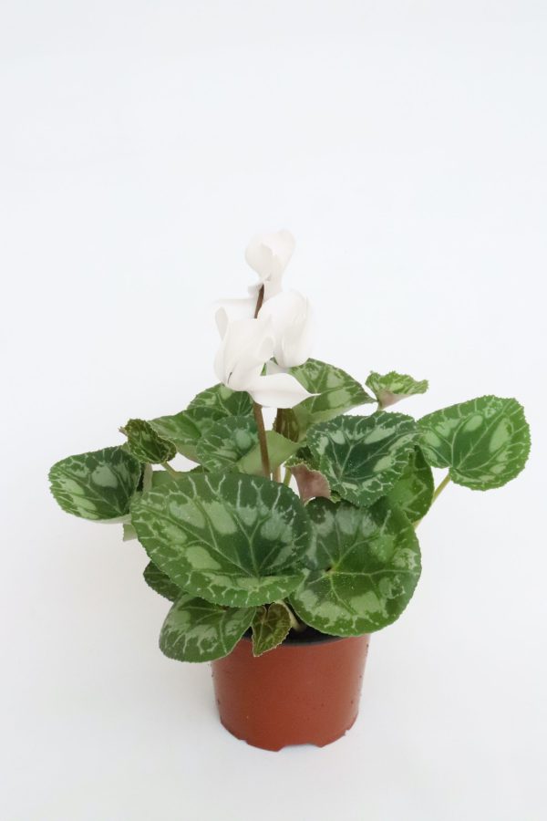Cyclamen - Image 2