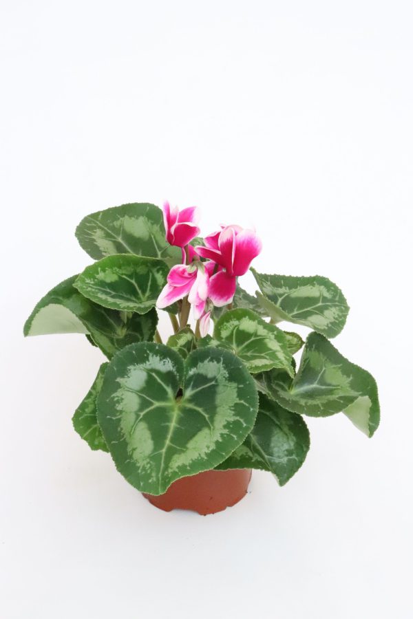 Cyclamen - Image 4
