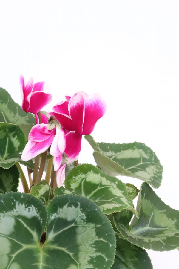 Cyclamen