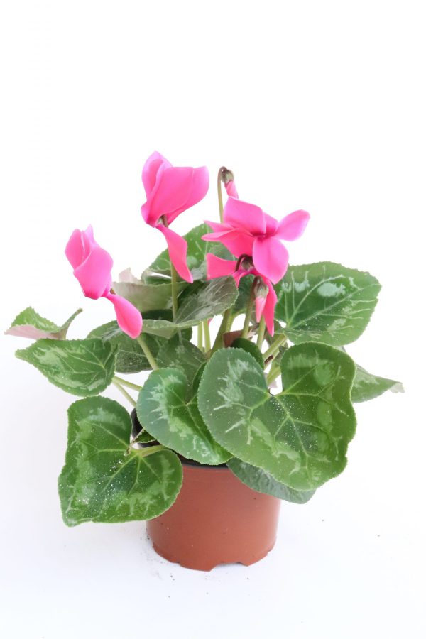 Cyclamen - Image 3