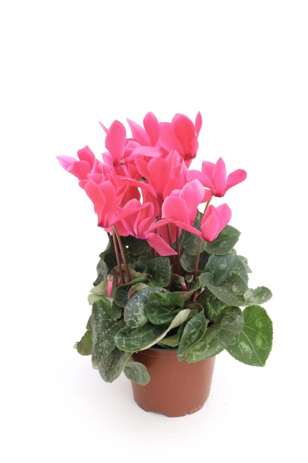 cyclamen rosa escuro