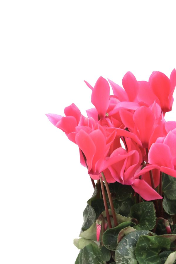 Cyclamen - Image 5